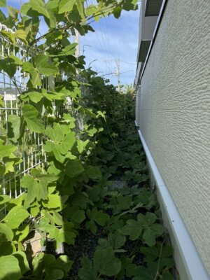 草取りビフォーアフター